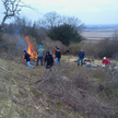 hawthorn coppicing task