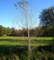 Native black poplar (Populus nigra betulifolia) female tree C02 2022-11-01